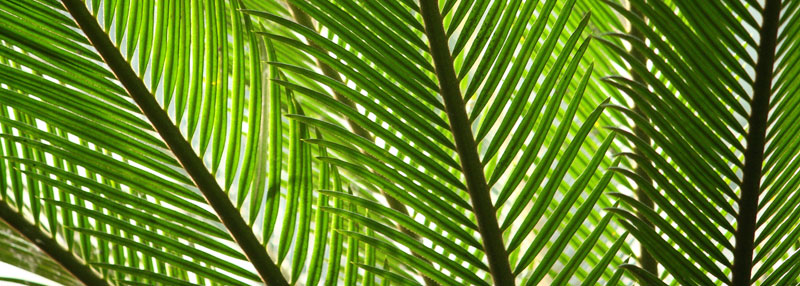 Fern Fronds