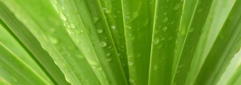 Green leaves