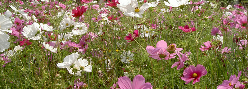 Poppies